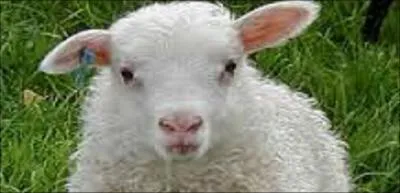 Connaissez-vous le mot anglais pour mouton ?