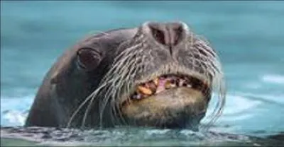 Quel est l'quivalent anglais du mot otarie ?