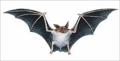 Quelle est la traduction anglaise de chauve-souris ?
