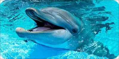 Sauriez-vous traduire dauphin en anglais ?