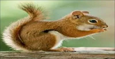 Comment traduiriez-vous cureuil en anglais ?