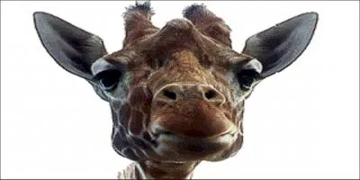 Quel est le mot anglais pour girafe ?