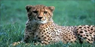 Comment diriez-vous gupard en anglais ?