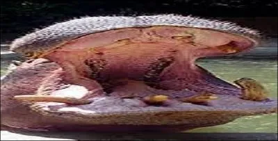 Quel est le mot anglais qui convient pour hippopotame ?