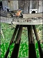 Passereau migrateur au manteau brun-noisette et au croupion verdtre. Deux barres blanches sont visibles sur les couvertures alaires. Le jabot est rouge chez le mle, beige chez la femelle.