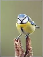 Petit passereau commun, trs actif, qui se caractrise par le bleu de sa calotte, de son dos, de ses ailes et le dessus de sa queue. Les joues et le front sont blancs, la poitrine et le ventre jaunes.