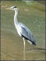 Echassier au long bec, emmanch d'un long cou, il se nourrit de poissons et de batraciens qu'il attend en gardant une immobilit parfaite. La Fontaine ne s'y tait pas tromp.