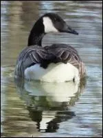 Grand palmipde apparent aux oies, cet oiseau est facilement identifiable grce au croissant blanc qui orne le dessous du cou. Protg jusqu' l'anne dernire, il est dsormais chassable.
