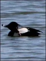 Canard plongeur appartenant aux anatids. Le mle a un plumage noir brillant et des flancs blancs, ainsi qu'une fine huppe noire retombante. La femelle est uniformment brune.