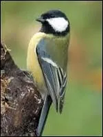 Passereau commun de la famille des parids, il se caractrise par sa calotte noire, ses joues blanches, son dos verdtre et une bande noire tout le long de la poitrine et du ventre jaunes.