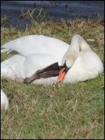 Oiseau gnralement blanc neige, au bec orange rouge muni d'un tubercule noir  la naissance du bec. Le plumage des juvniles tire sur le gris.