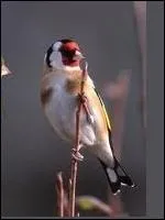 Passereau gracieux au plumage bariol. Le dos et les flancs sont chtains et un masque rouge occupe toute la face. Une ligne noire court autour du bec. Le dessus du bec est noir.