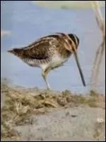 Petit chassier au plumage ray et tachet de brun clair et fonc. La queue est de couleur fauve, finement barre de noir. Les ailes sont longues et pointues. Le bec est droit et long.