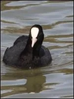 Oiseau de forme arrondie, au plumage entirement noir, rehauss par un bec et un cusson frontal blancs . Excellent plongeur, reconnaissable  son cri strident, il frquente les eaux peu profondes.