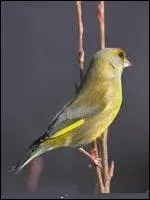 Passereau trapu au corps rondelet. Le bec est fort, conique, solide et puissant. Les parties infrieures sont jaunes, teintes de gris sur les flancs. Le bas de l'abdomen est gris clair.