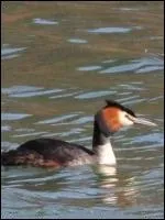 Excellent plongeur qui se nourrit principalement de petits poissons. Sa parade nuptiale est spectaculaire. La tte est orns de touffes de plumes roux orang  pointes noires en double huppe.