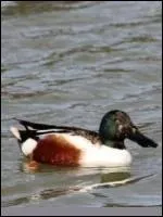 Canard de surface reconnaissable entre tous grce  son gros bec gris, trs largi  l'extrmit,  sa tte vert-bouteille et ses iris jaunes. Sa poitrine est blanche et ses flancs marron.