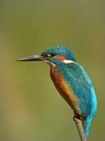 Quiz Oiseaux