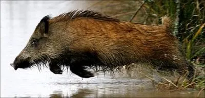 Quel est l'quivalent anglais du mot sanglier ?