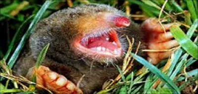 Comment dit-on taupe en anglais ?