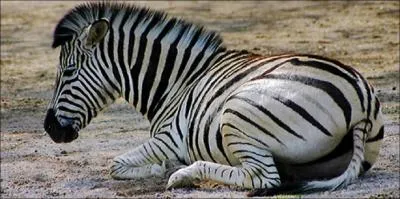 Quelle est la traduction anglaise de zbre ?