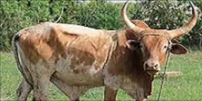 Comment exprime-t-on le mot zbu en anglais ?