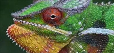 Sauriez-vous traduire camlon en anglais ?