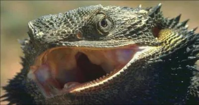 Comment traduiriez-vous lzard en anglais ?