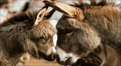 Quel est le mot anglais pour ne ?