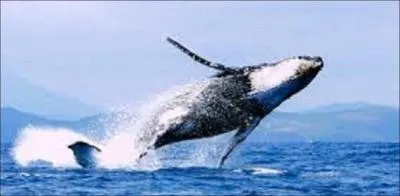 Comment diriez-vous baleine en anglais ?