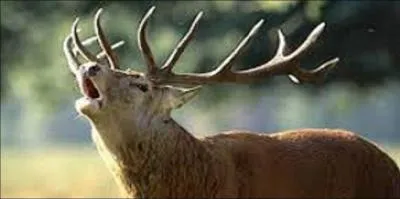 Connaissez-vous le mot anglais pour cerf ?