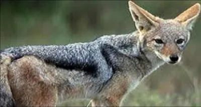 Quel est le mot anglais qui convient pour chacal ?