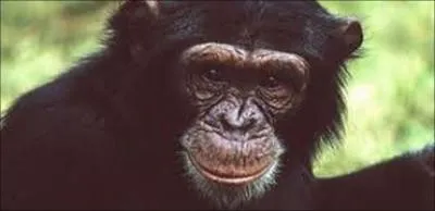 Quel est l'quivalent anglais du mot chimpanz ?