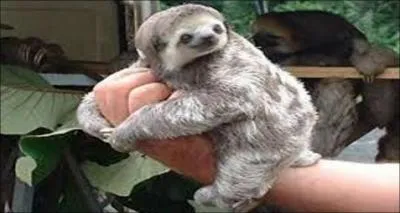 Comment traduiriez-vous paresseux en anglais ?