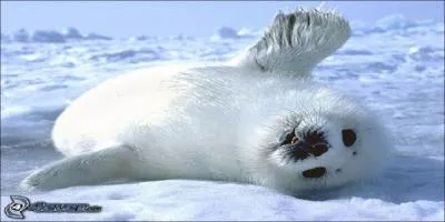 Quel est le mot anglais pour phoque ?