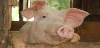 Comment diriez-vous porc ou cochon en anglais ?