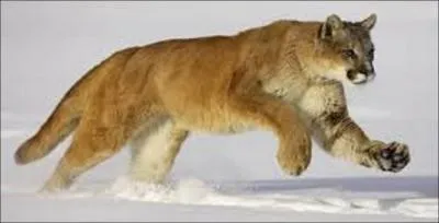 Connaissez-vous le mot anglais pour puma ?