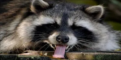 Quel est le mot anglais qui convient pour raton laveur ?