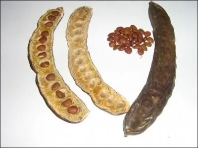 Les graines de caroube, de par la rgularit de leur taille et de leur poids, a servi d'unit de masse des diamants, donnant lieu par la suite au  carat . Au fait,  combien quivaut 1 carat mtrique ?