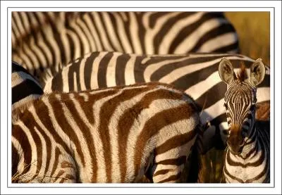 Que dtermine la duret d'un minral selon cette chelle ?