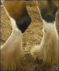 Comment s'appelle ceci ?