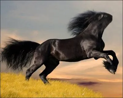 Avec ces deux-l, je vous promets la galre, avis aux experts !