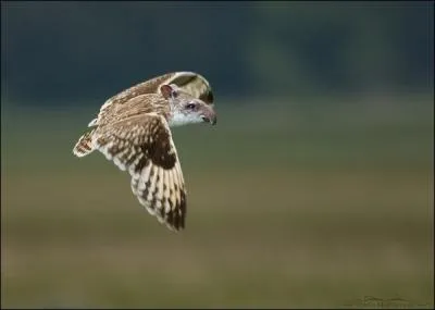 L aussi, vous allez vous rendre compte que la photo est ... trompeuse !