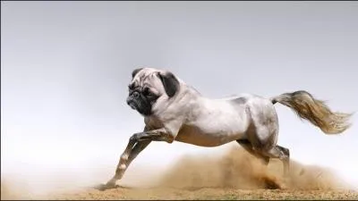 Ils se sont accoupls en douce, pendant que leur matre avait le dos tourn !