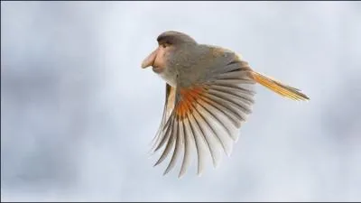 Prouvez que vous avez du nez !