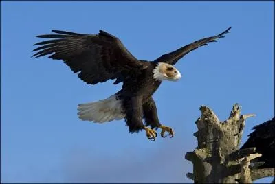 Le rongeur n'a pas eu le choix, c'tait a ou finir en pelote de poils !