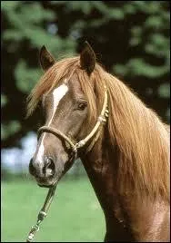 Comment s'appelle cette race de chevaux ?