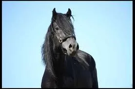 Comment s'appelle cette race de chevaux ?