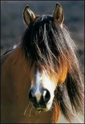 Comment s'appelle cette race de chevaux ?