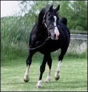 Comment s'appelle cette race de chevaux ?